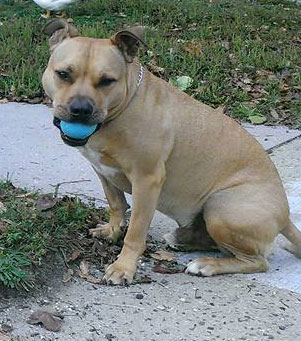 Popeye, Jim’s rescue dog